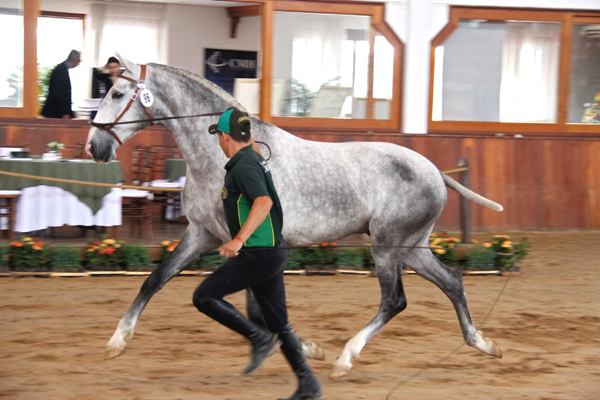 CavaloLusitano_FestivalBraganca