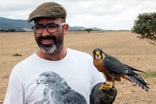 falcoariaportuguesa